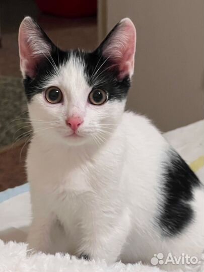Котенок мальчик бесплатно