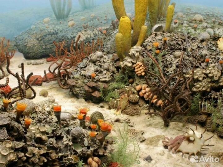 Окаменелое дно озера. Пермский период