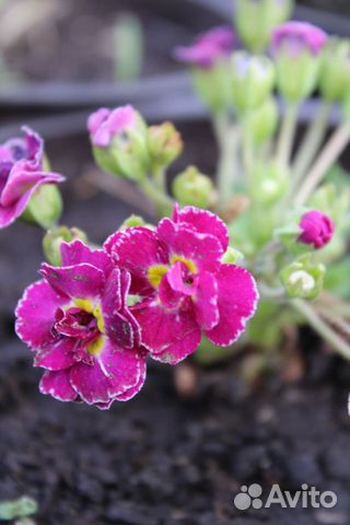 Примула садовая