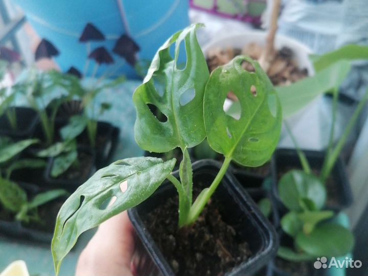 Монстера Манки маск