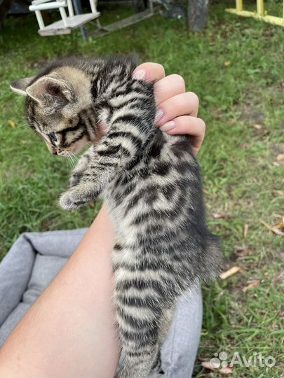 Бенгальская кошка