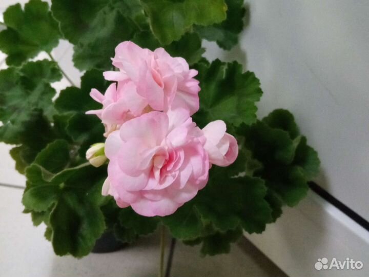 Пеларгония герань
