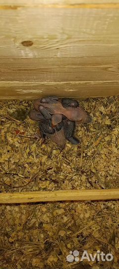 Птенцы ожереловых попугаев(докормыши)