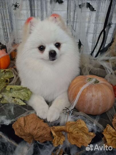 Стрижка собак и кошек. Груминг салон Лапки