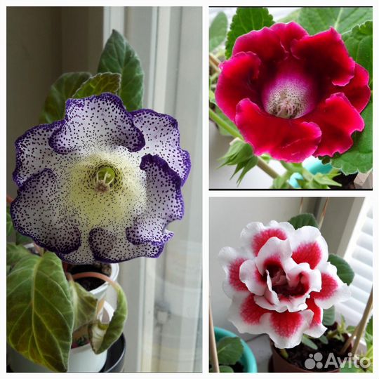 Глоксиния с бутонами 3 сорта