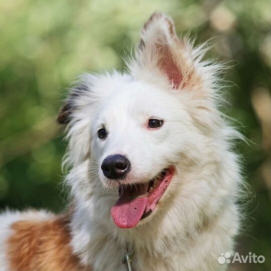 Красавица Стеша ищет дом