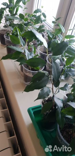 Фикус бенджамина, сансевиерия, хавортия