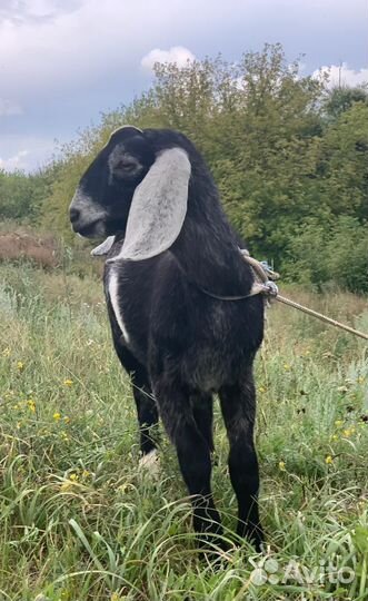 Англо нубийские козы