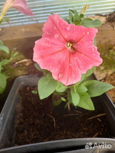 Петуния ампельная и кустовая