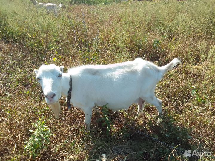 Дойные козы