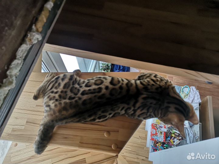 Вязка бенгальский кот