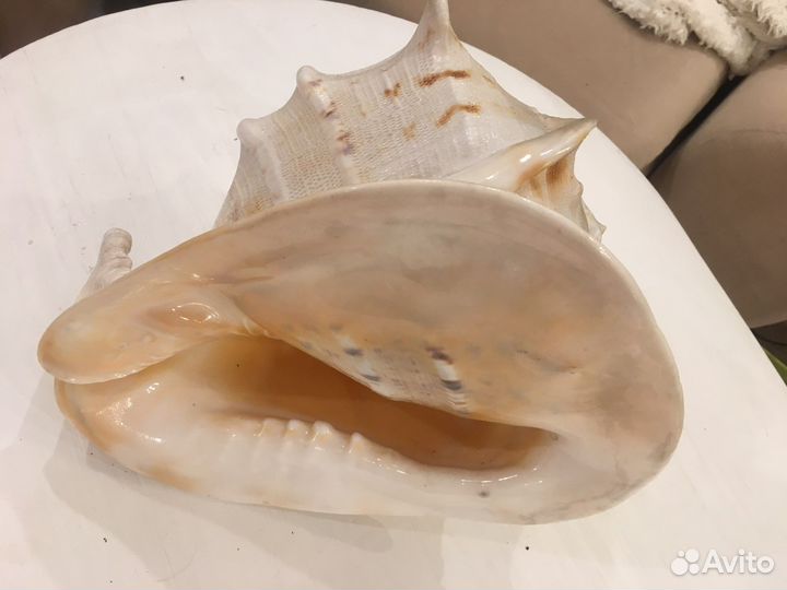 Ракушка большая