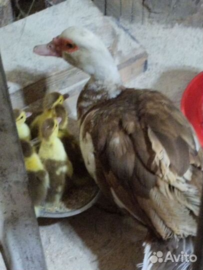 Индо утка с утятами