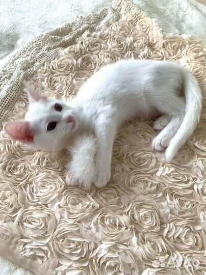 Фенотип турецкой ангоры. Девочка