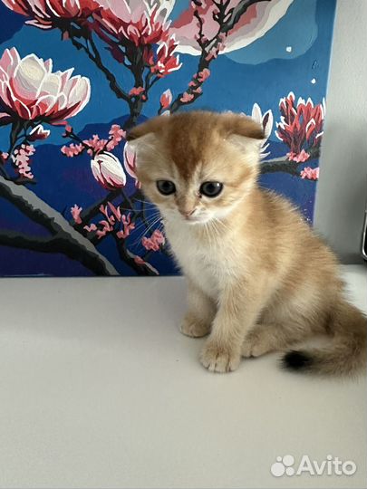 Шотландские вислоухие котята золотая шиншилла