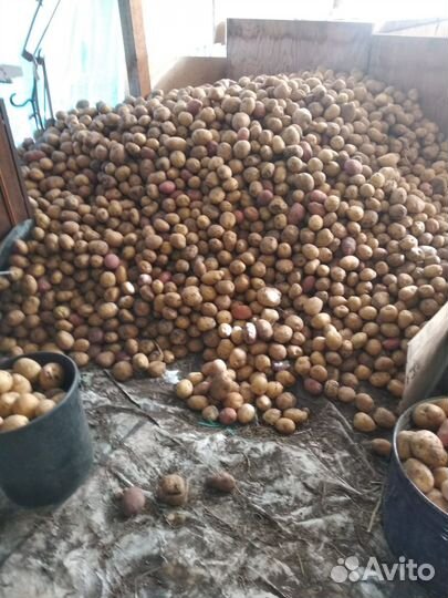 Продам картофель