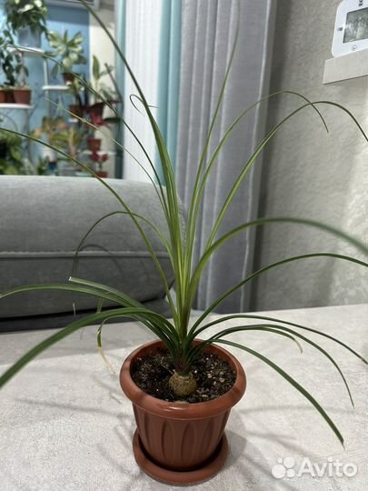 Комнатные цветы