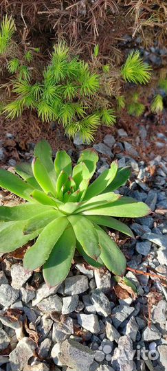 Суккуленты уличные