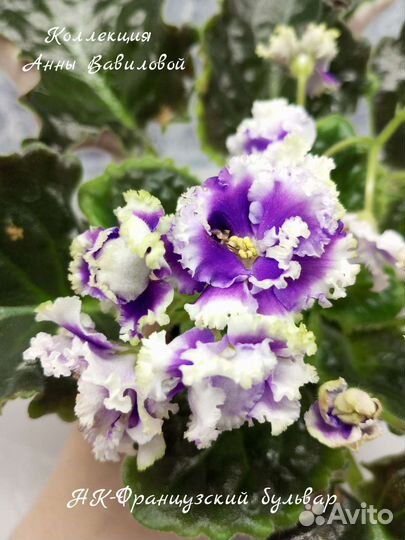 Детки сортовых фиалок