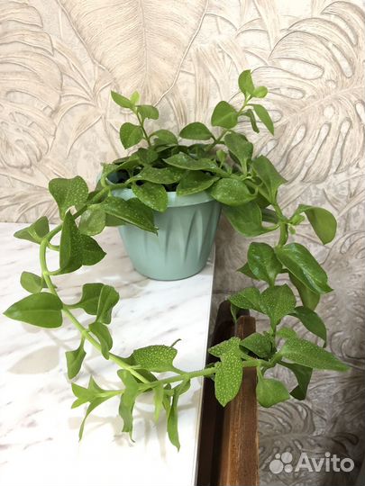 Аптения цветет фиолетовыми цветочками