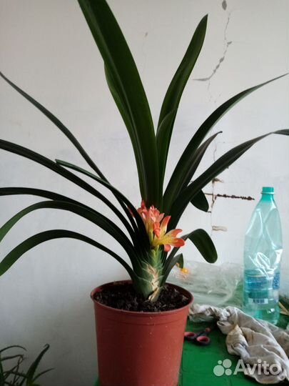 Комнатные цветы кливия