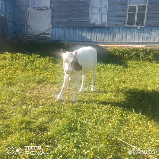 Телята и телочки