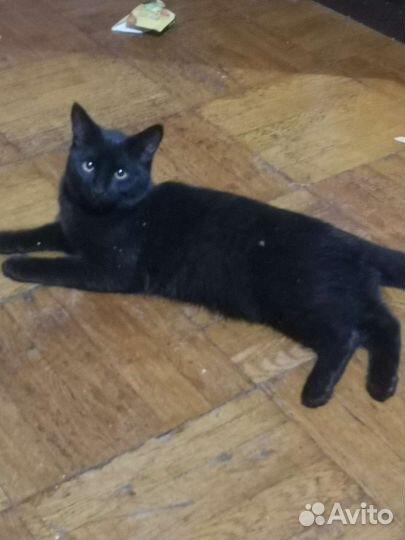 Кот в добрые руки