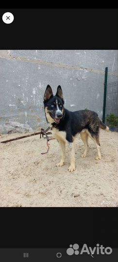 Метис Хаски