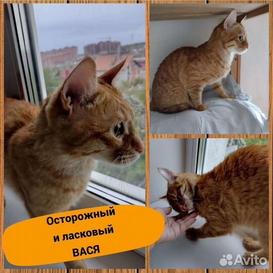 Передержка для кошек