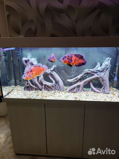 Аквариум