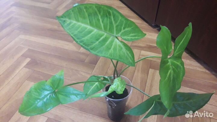 Комнатные цветы