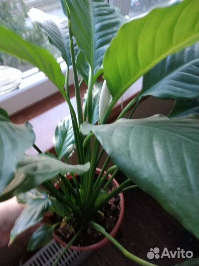 Спатифиллум сорт Смелый