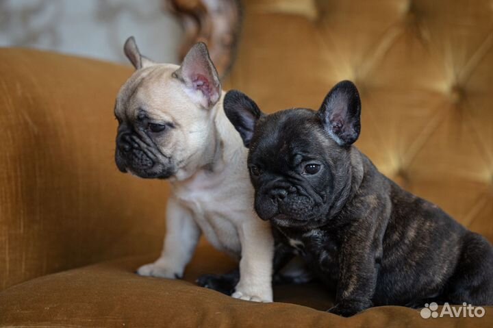 Французский бульдог