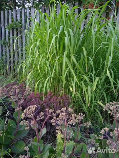 Растения для сада, злаки