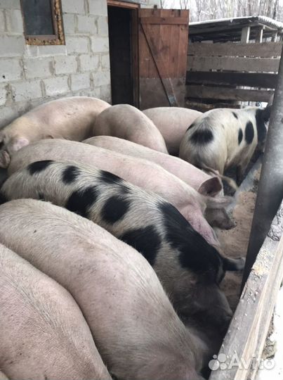 Поросята