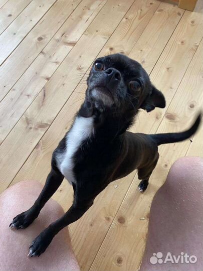 Чихуахуа mini вязка