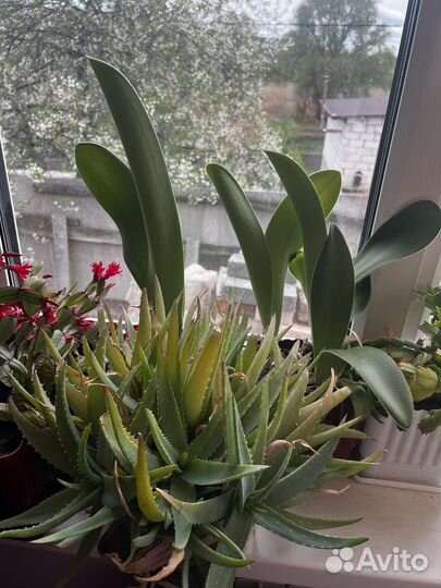 Комнатные цветы