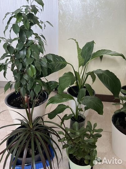 Комнатные растения