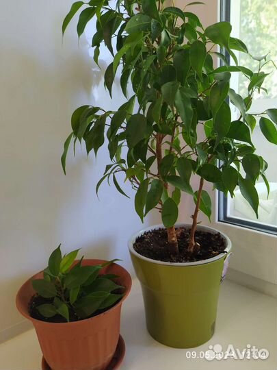 Женское счастье, фикусы Бенджамина Натали, Даниель