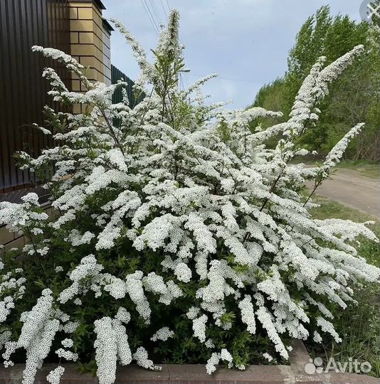 Спирея Album blum