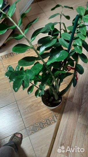 Цветок Замиокулькас