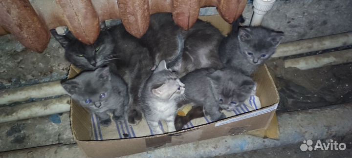 Отдам котят