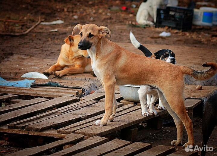 Щенок-подросток в добрые руки
