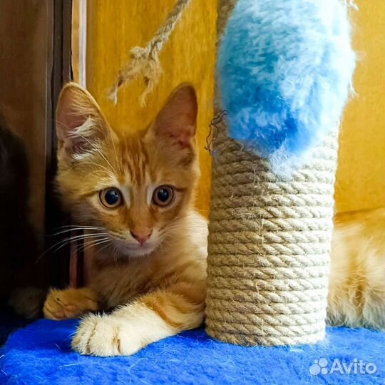 Рыжее чудо ищет своего человека