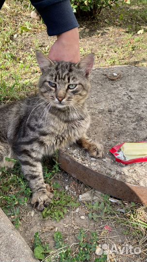 Кот в добрые руки