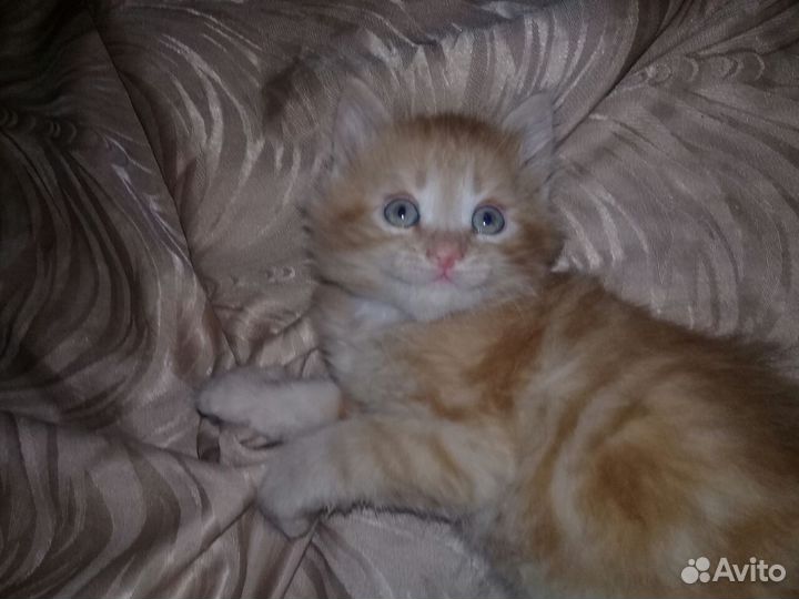 Сибирские пушистики