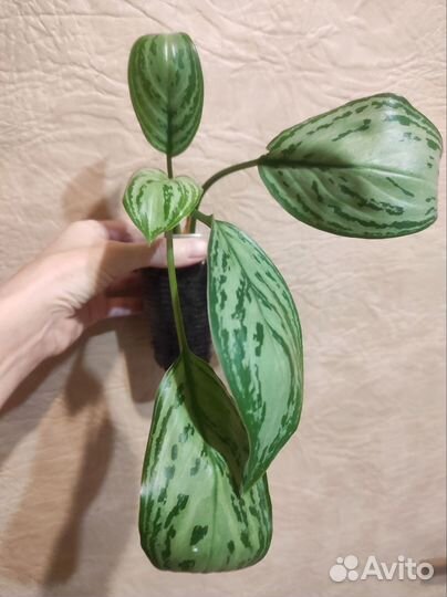 Аглаонема Silver Queen