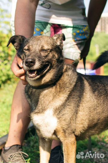 Нежная собака Булочка в добрые руки