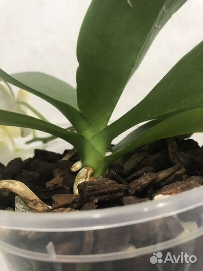 Орхидея фаленопсис Сладкая девочка