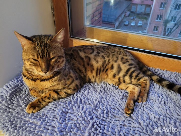 Бенгальский кот вязка